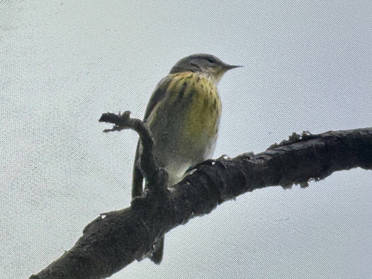 lesňáček skvrnitý - ML642383625