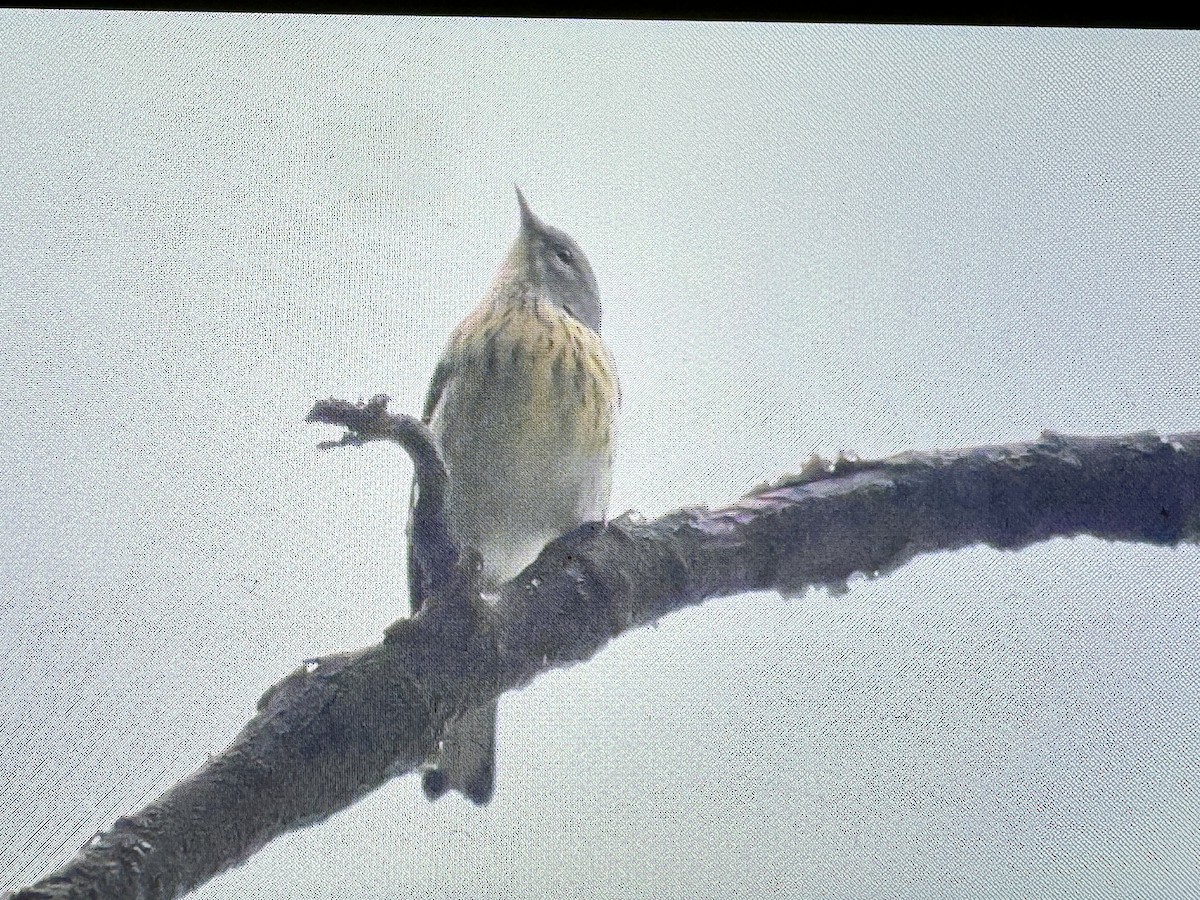 lesňáček skvrnitý - ML642383626