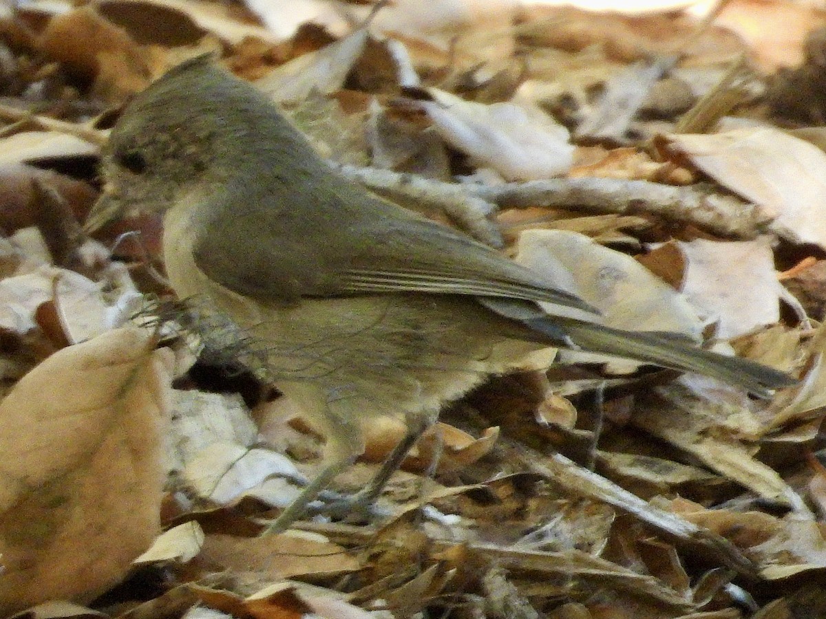 Oak Titmouse - ML642383652