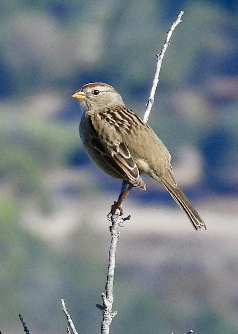 White-crowned Sparrow - ML642383659