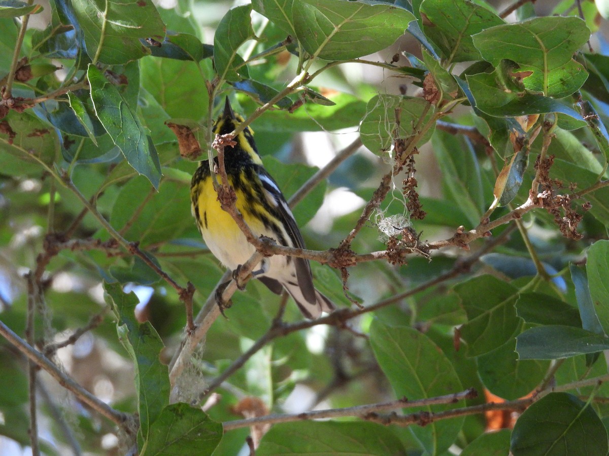Townsend's Warbler - ML642383668