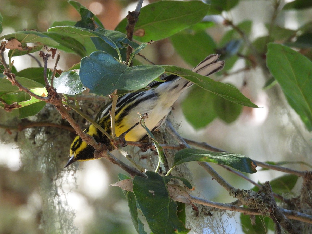 Townsend's Warbler - ML642383669
