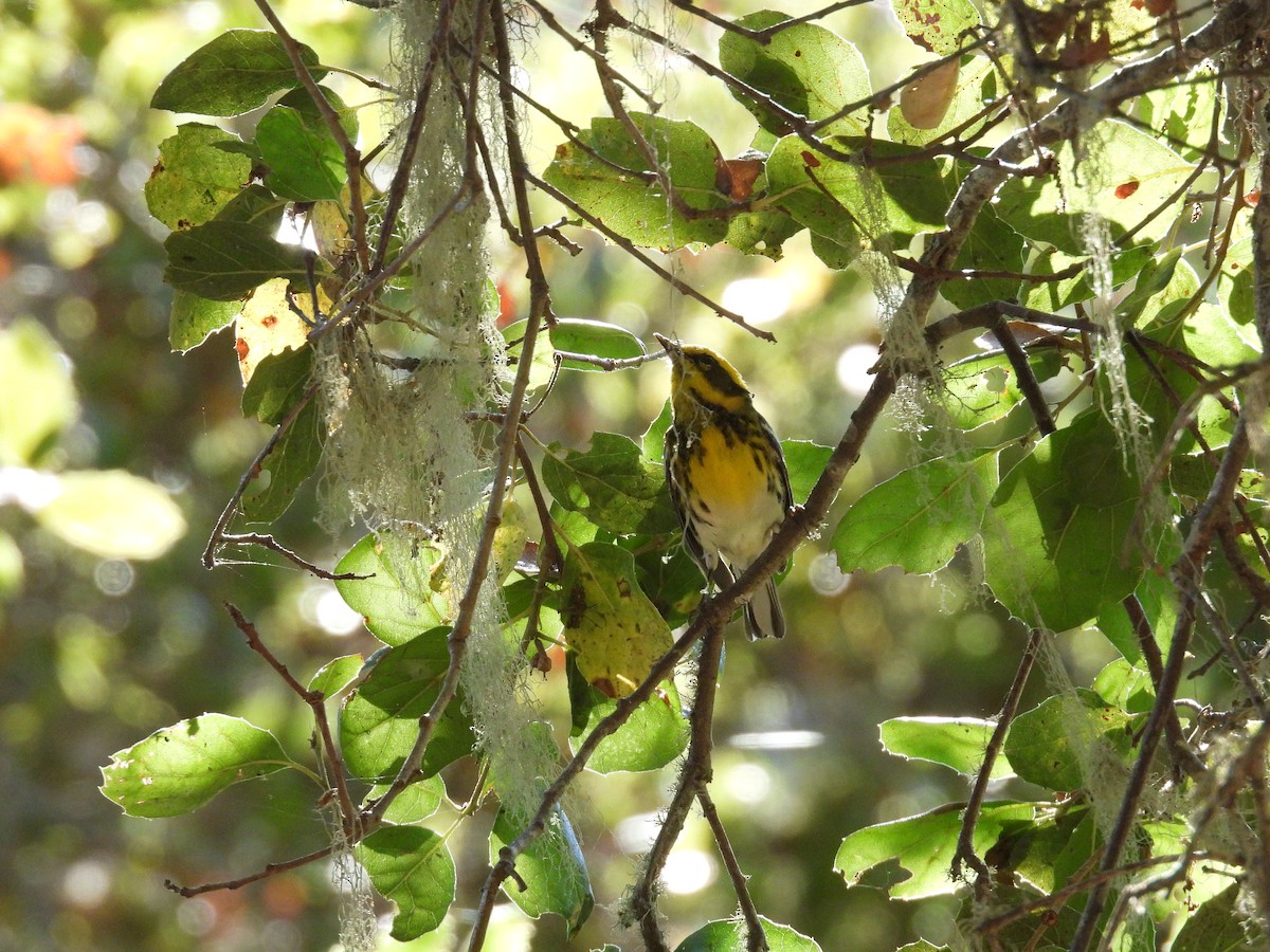 Townsend's Warbler - ML642383670