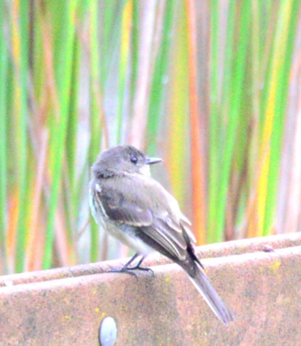 Eastern Phoebe - ML642383671