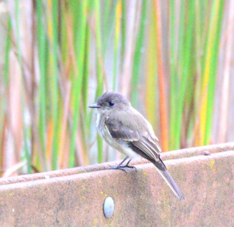 Eastern Phoebe - ML642383672
