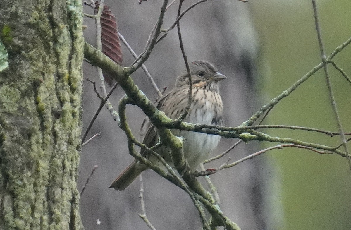 Lincoln's Sparrow - ML642383675