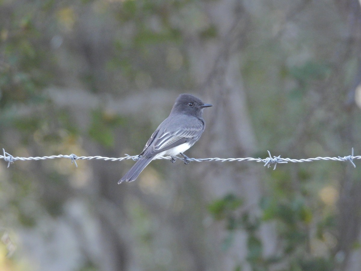 Black Phoebe - ML642383686