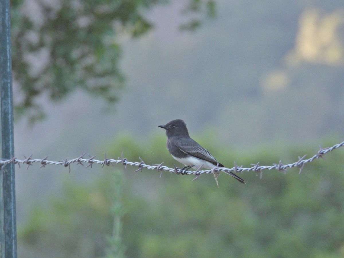Black Phoebe - ML642383687
