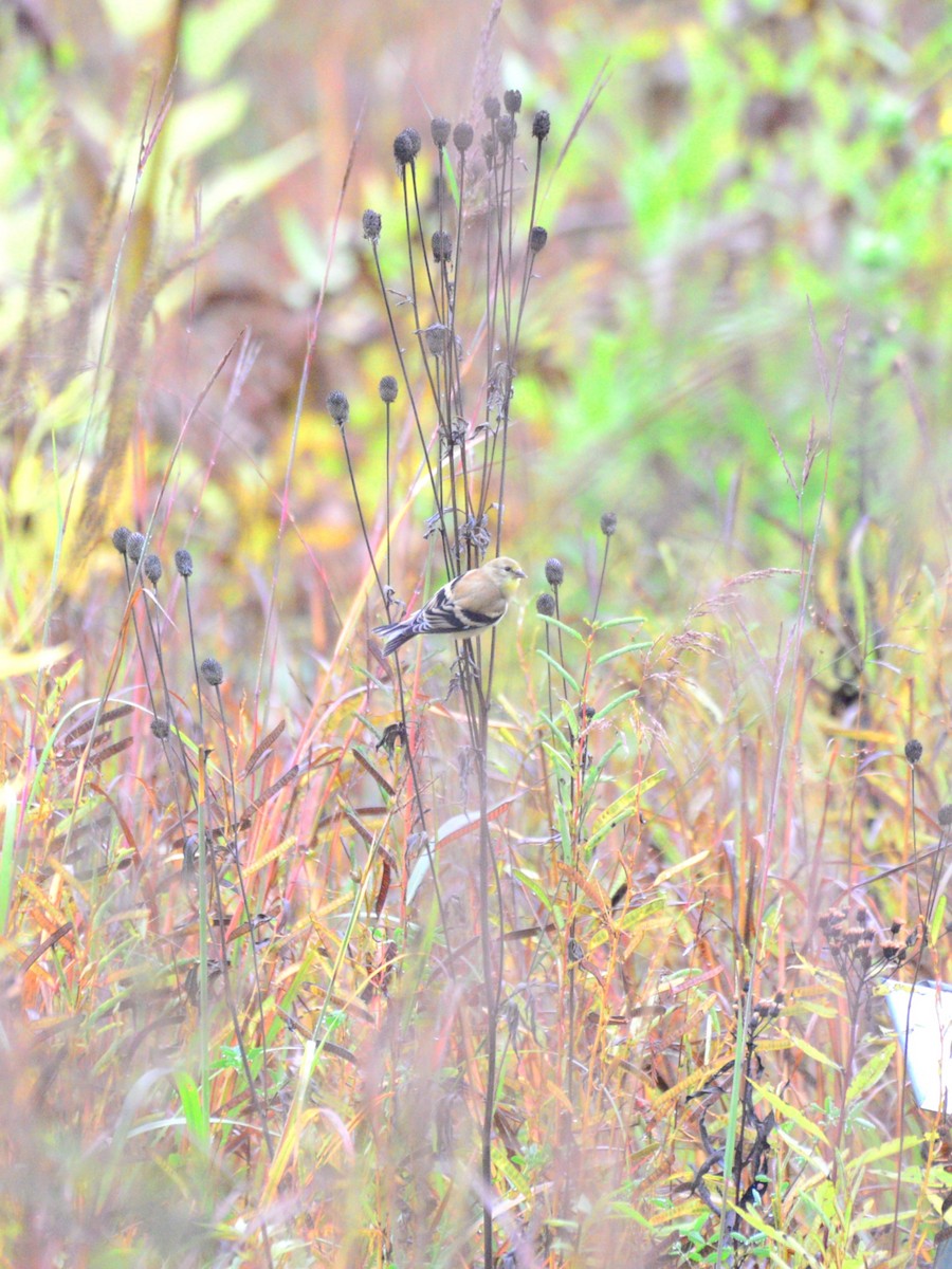 American Goldfinch - ML642383692