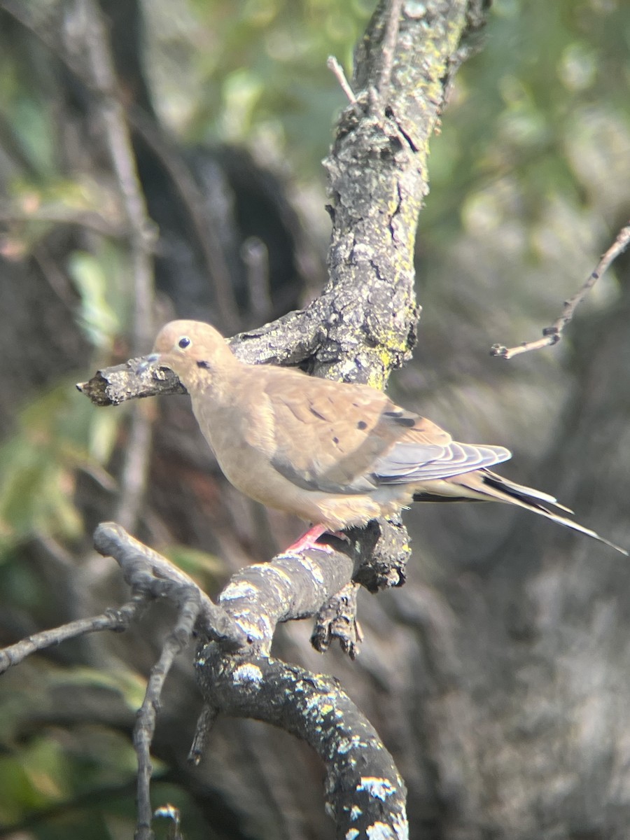 Mourning Dove - ML642383695