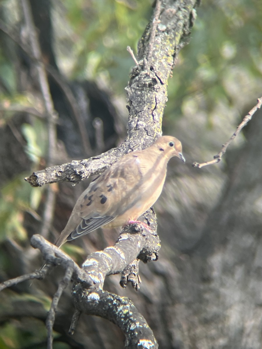 Mourning Dove - ML642383696