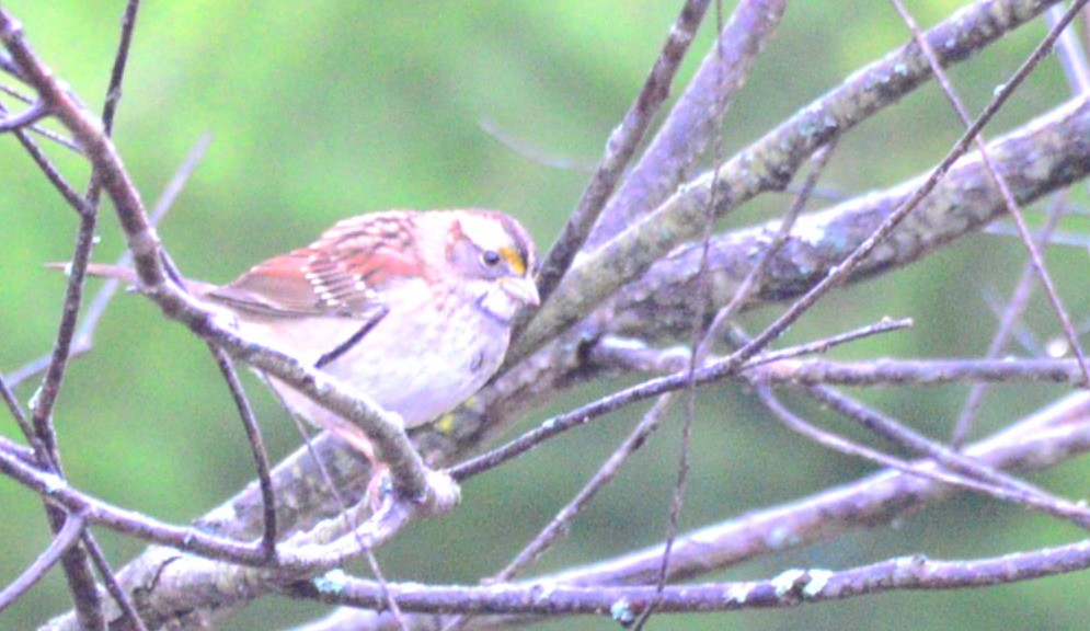 White-throated Sparrow - ML642383706