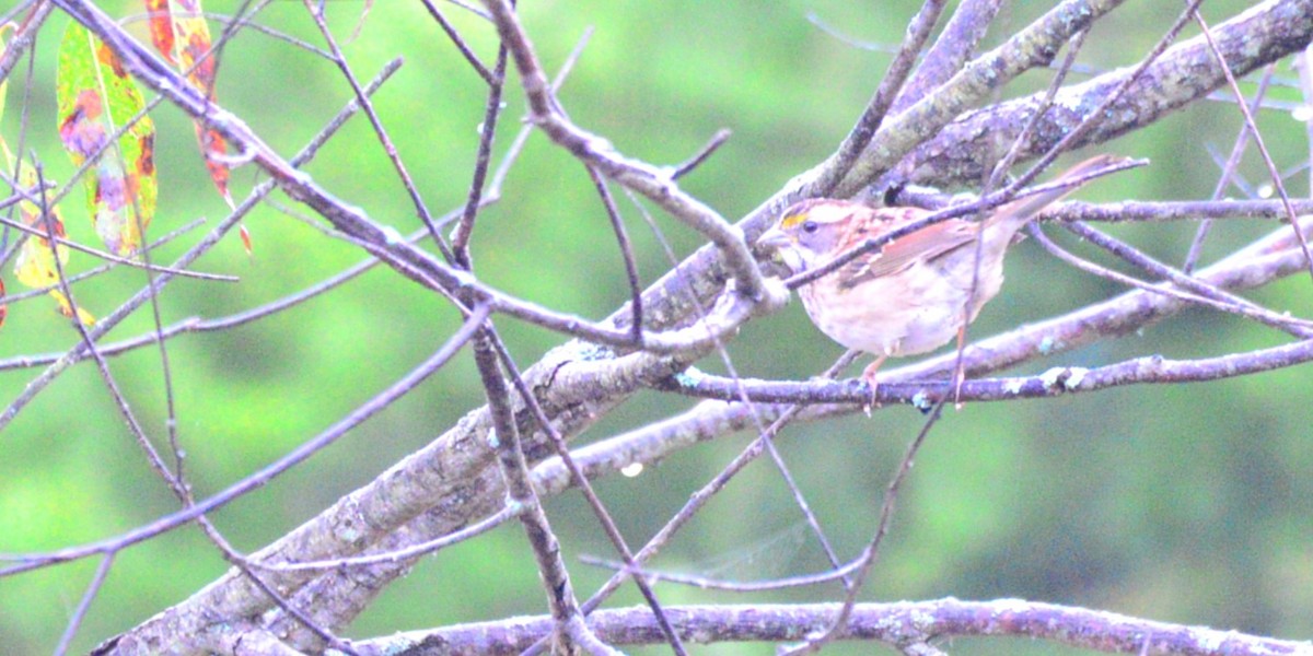 White-throated Sparrow - ML642383707