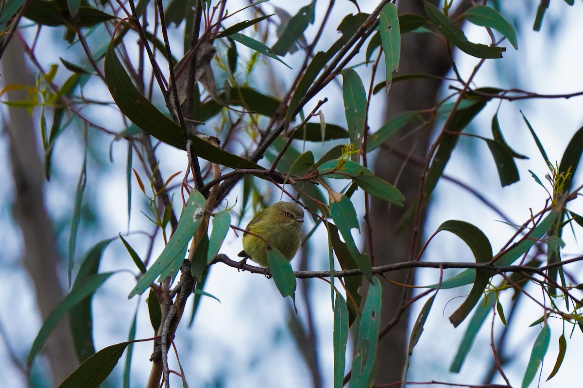 Weebill - ML642383710