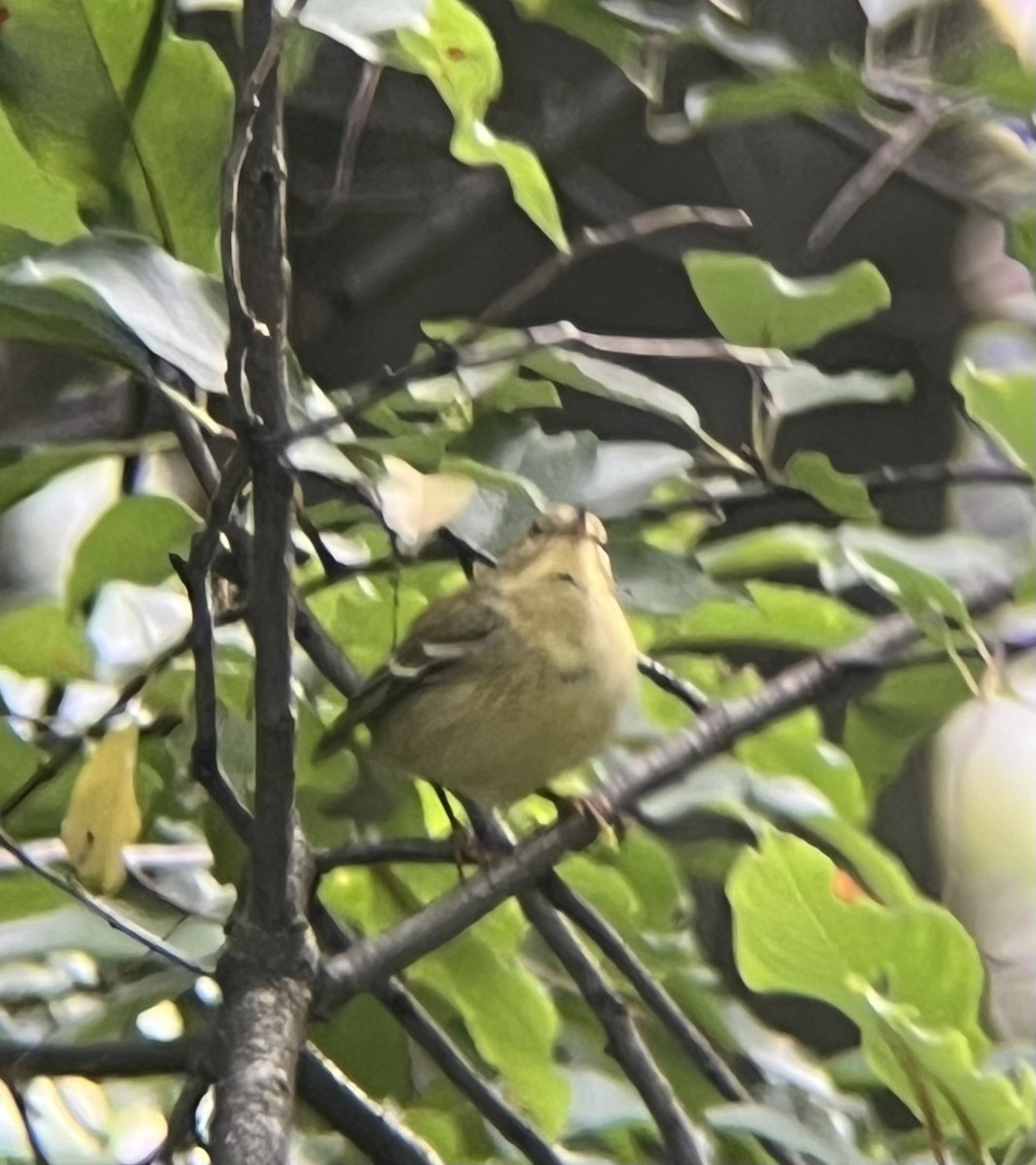 Blackpoll Warbler - ML642383735