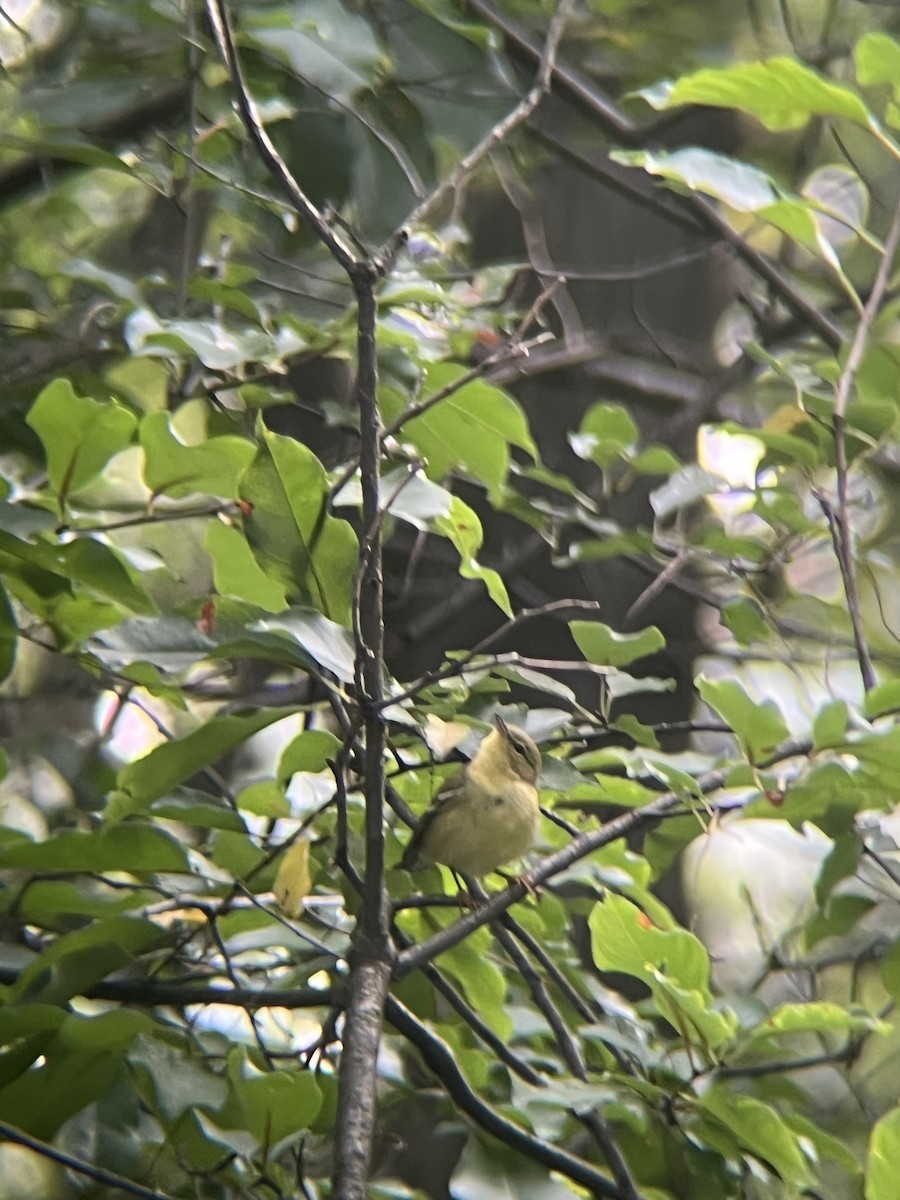 Blackpoll Warbler - ML642383736
