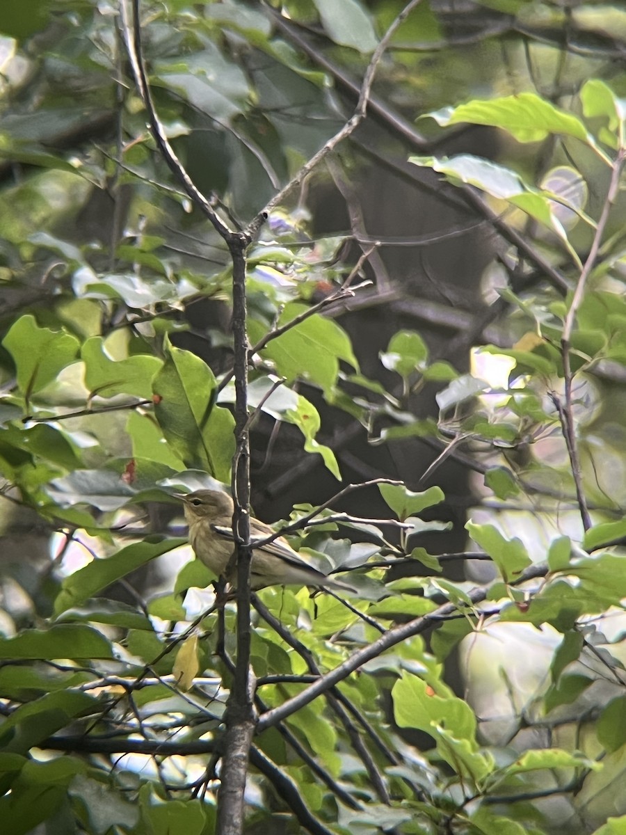 Blackpoll Warbler - ML642383737