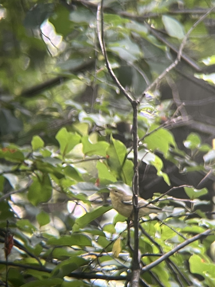 Blackpoll Warbler - ML642383738