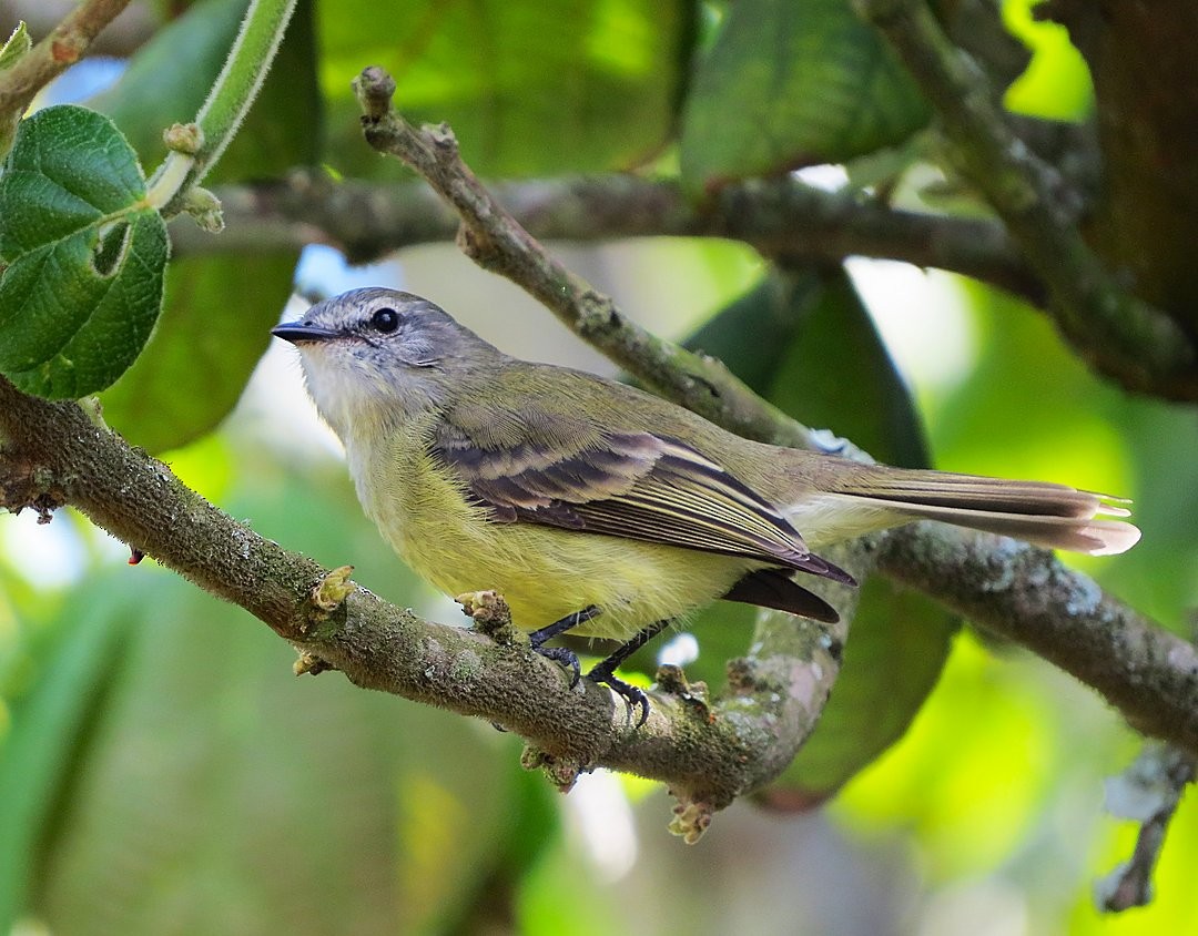Planalto Tyrannulet - ML642383757