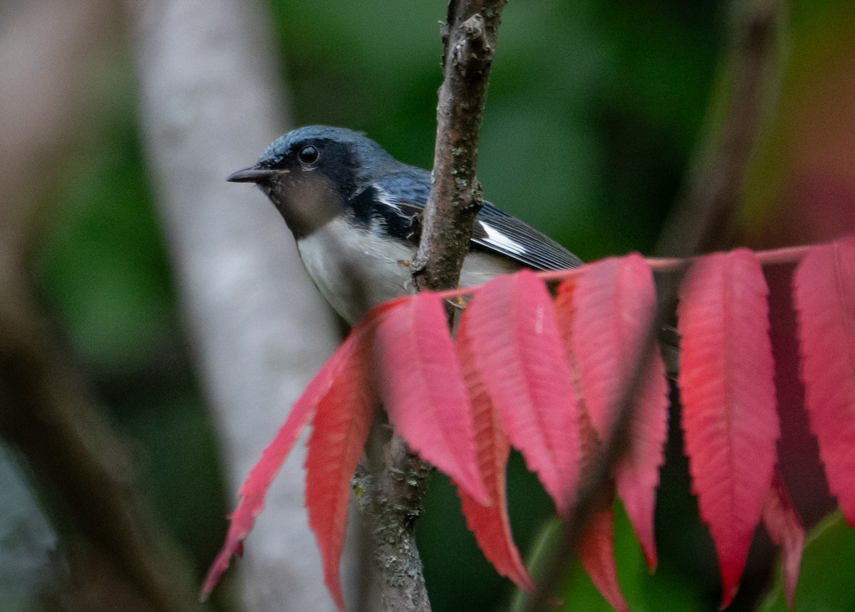 Black-throated Blue Warbler - ML642383761