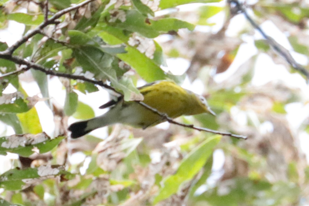 Magnolia Warbler - ML642383762