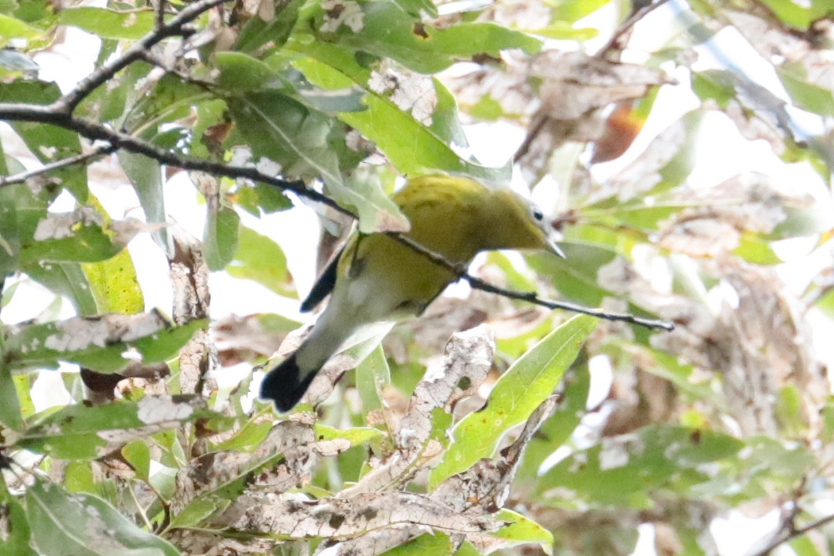 Magnolia Warbler - ML642383763