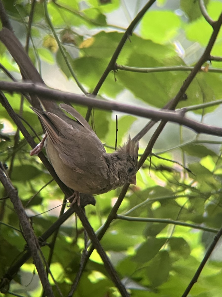 Northern Cardinal - ML642383765