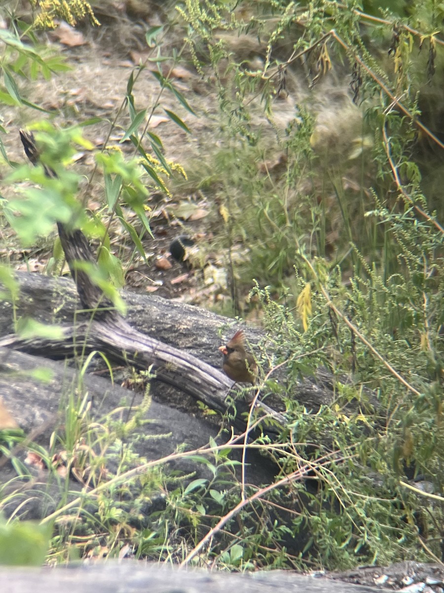 Northern Cardinal - ML642383766