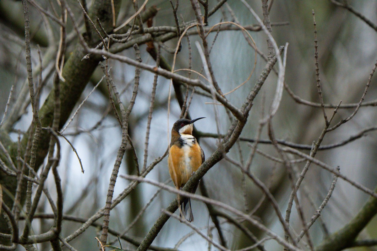 Eastern Spinebill - ML642383767