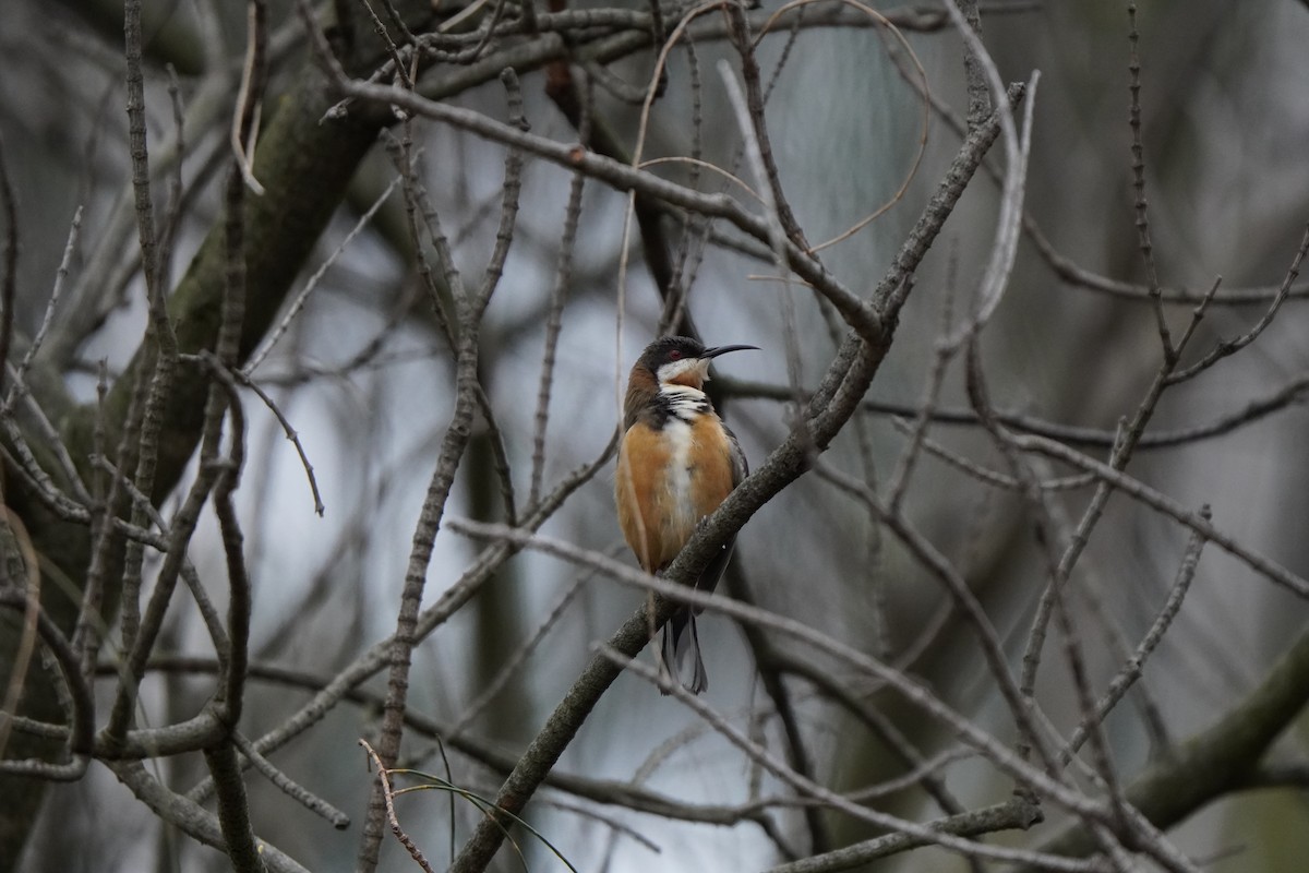 Eastern Spinebill - ML642383768