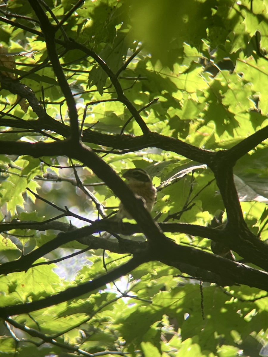 Rose-breasted Grosbeak - ML642383770