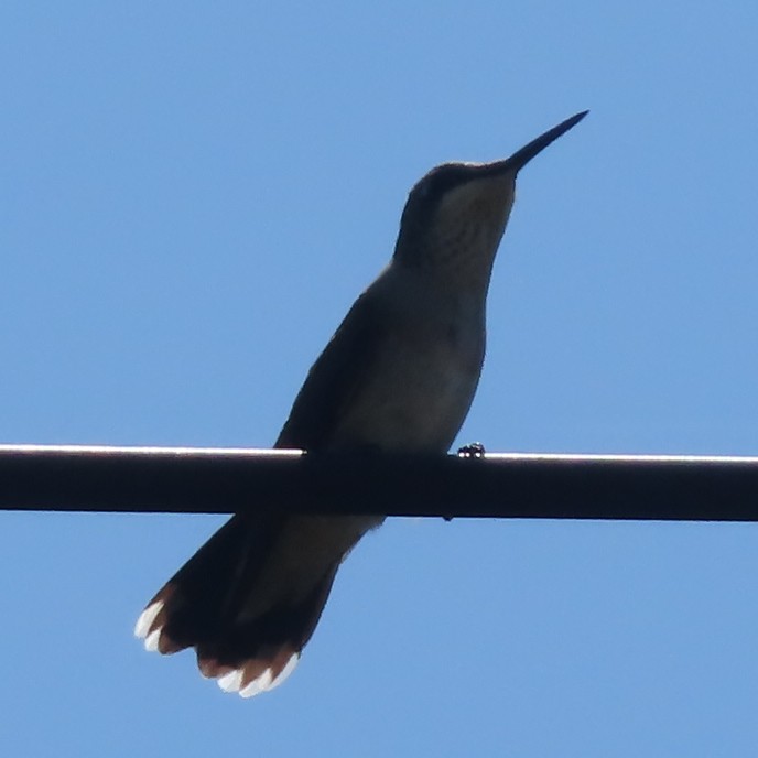 Ruby-throated Hummingbird - ML642383774