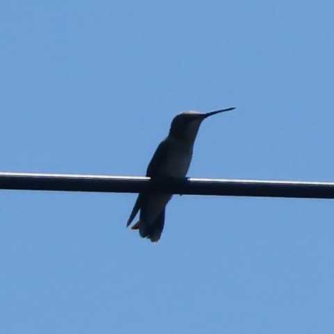 Ruby-throated Hummingbird - ML642383775