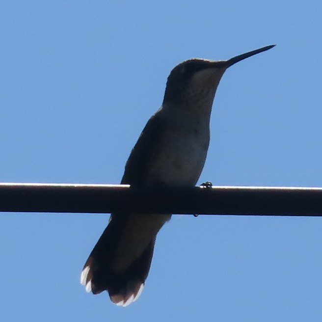 Ruby-throated Hummingbird - ML642383776