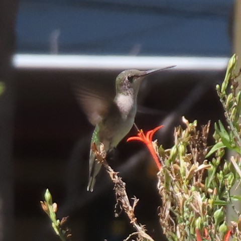 Ruby-throated Hummingbird - ML642383777