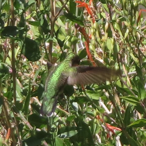 Ruby-throated Hummingbird - ML642383778