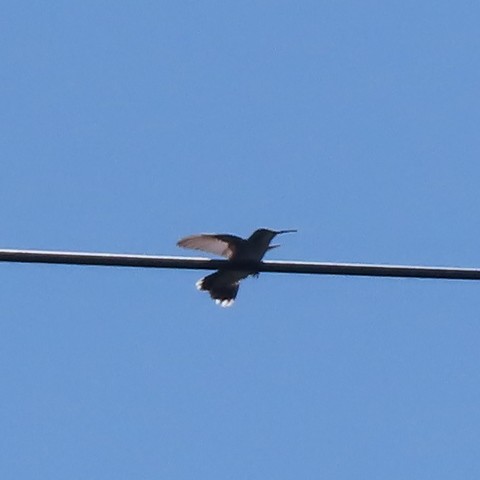 Ruby-throated Hummingbird - ML642383779