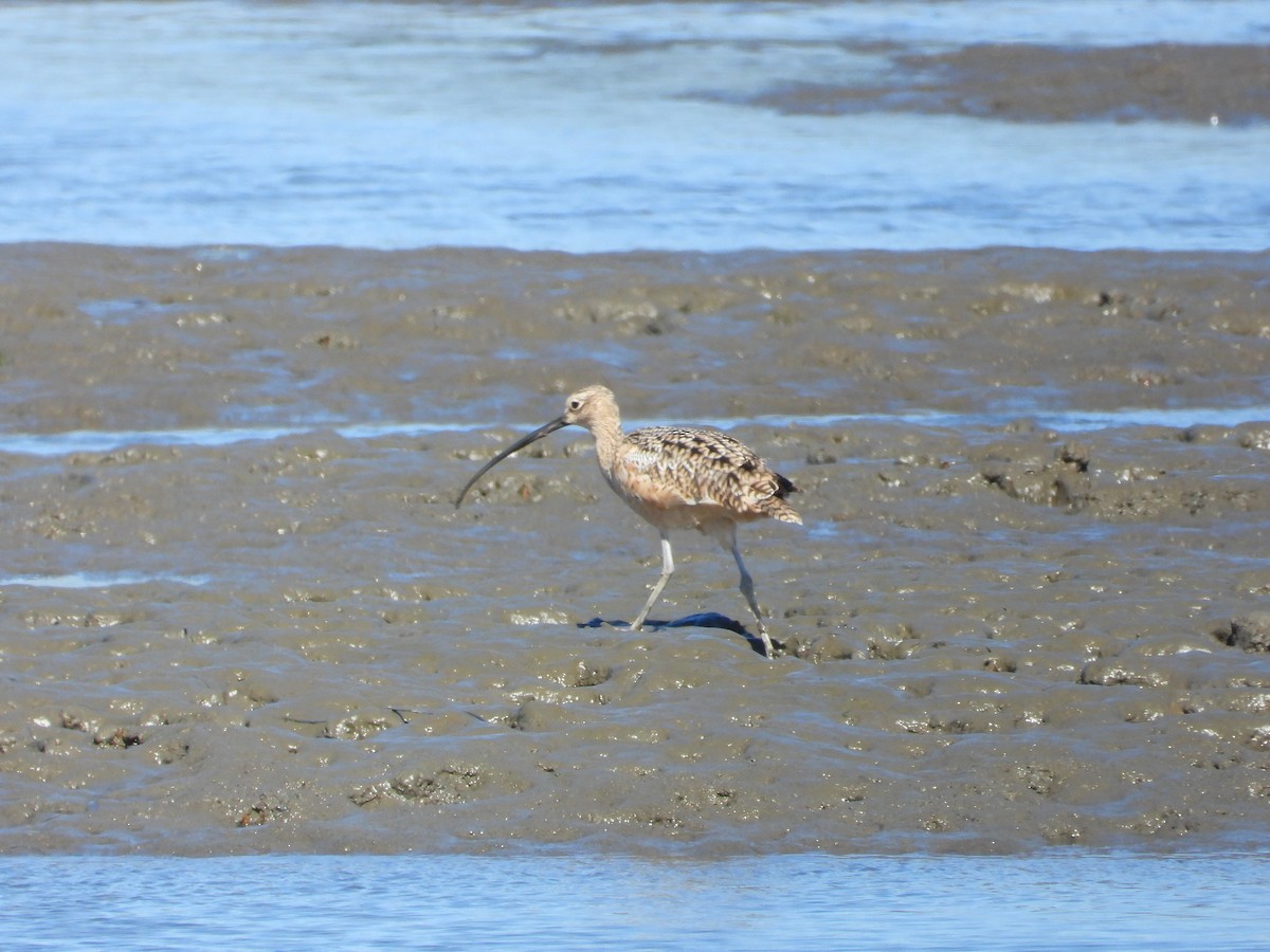 Long-billed Curlew - ML642383781