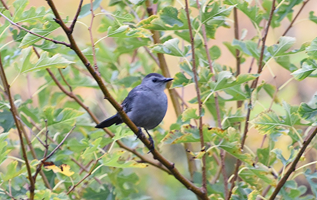 Gray Catbird - ML642383783