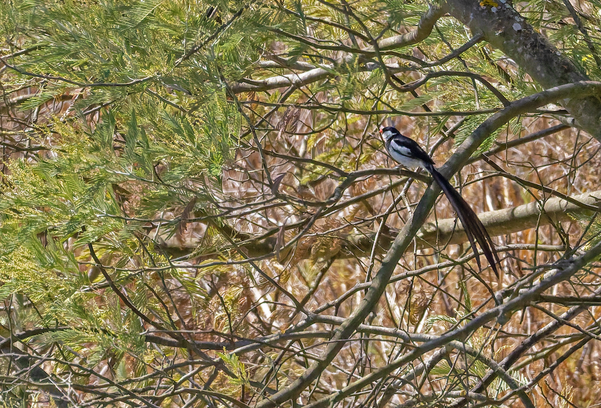 Pin-tailed Whydah - ML642383784