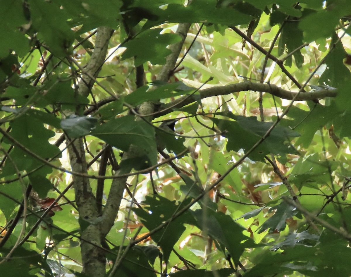 Golden-winged Warbler - ML642383787