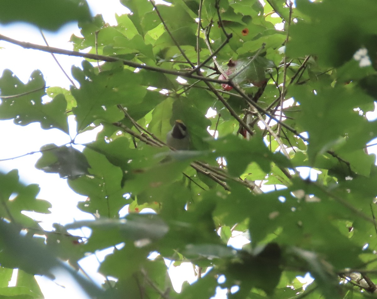 Golden-winged Warbler - ML642383788
