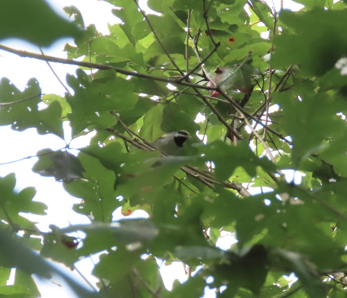 Golden-winged Warbler - ML642383789