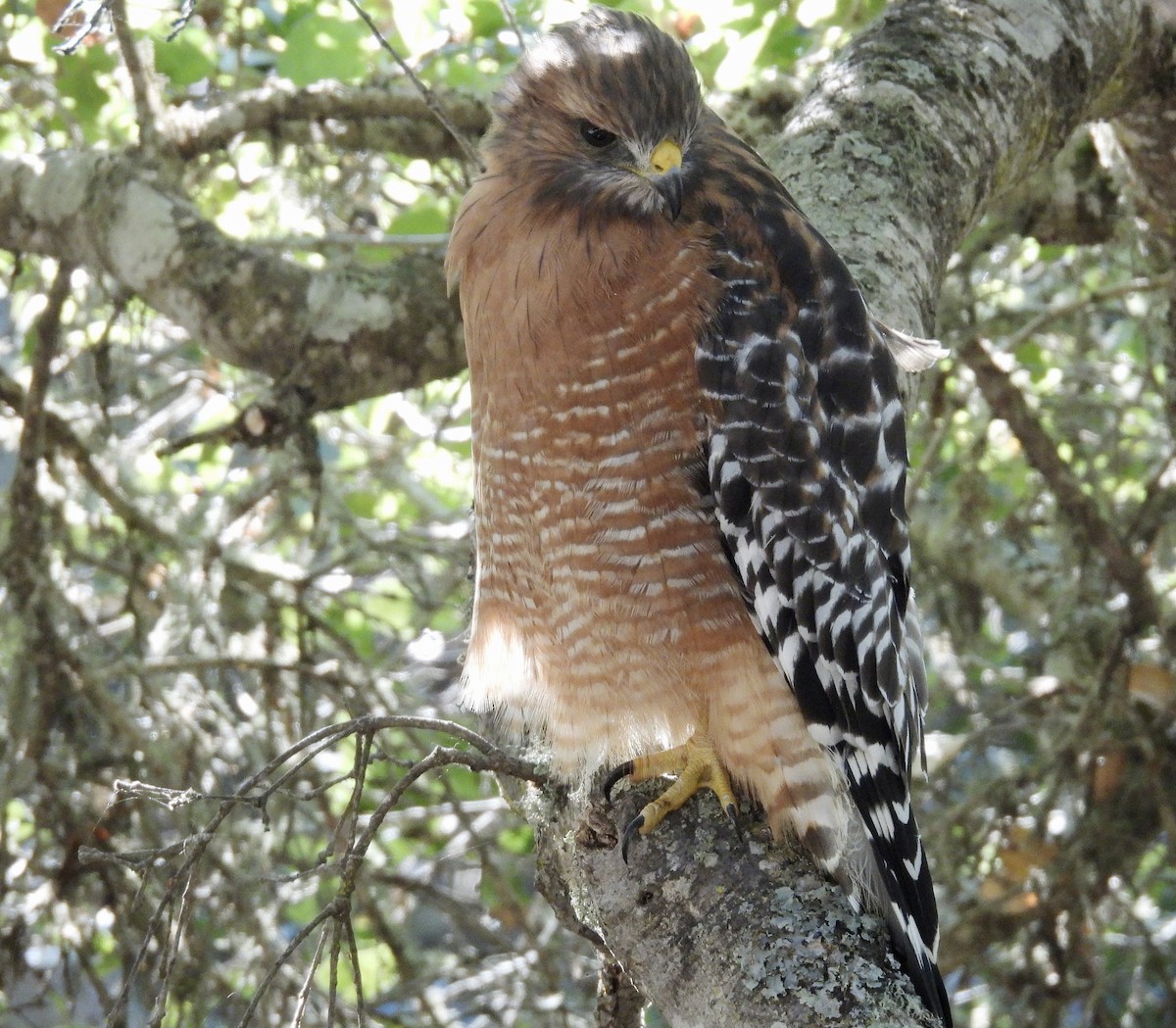 Red-shouldered Hawk - ML642383811