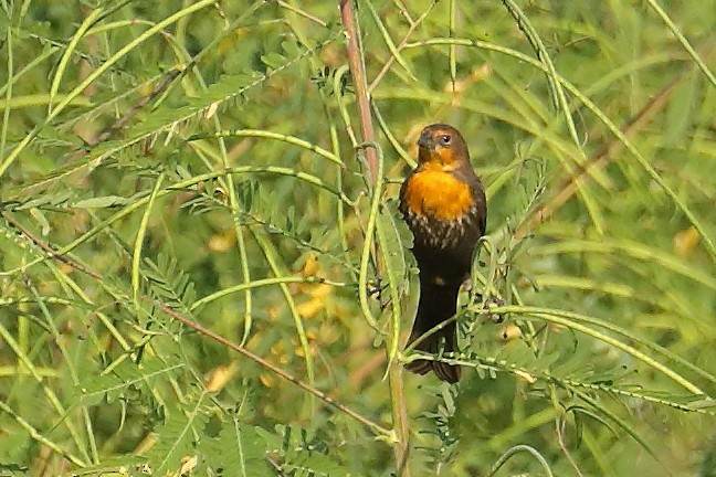 gulhodetrupial - ML642383813