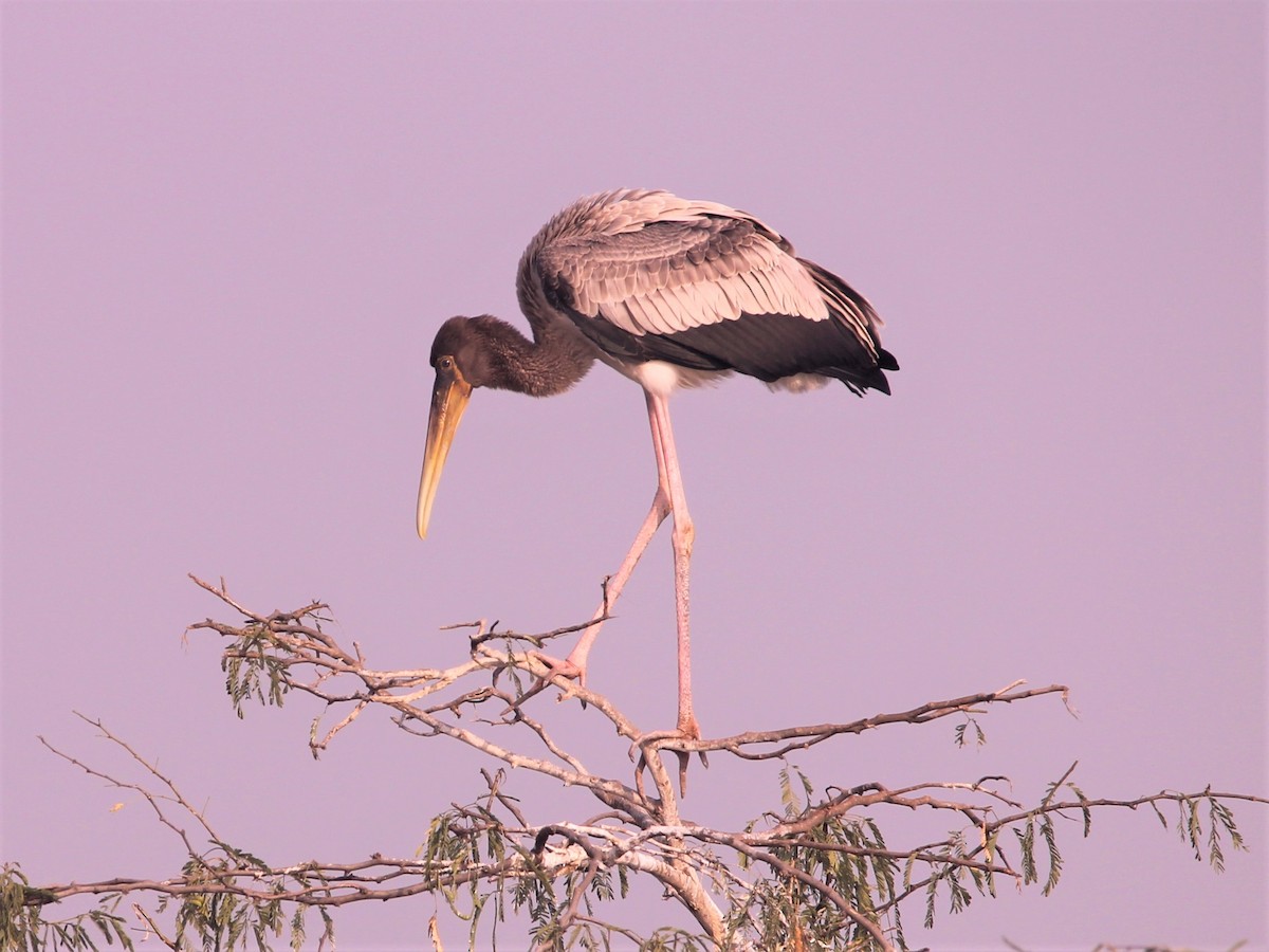 Painted Stork - ML642383815