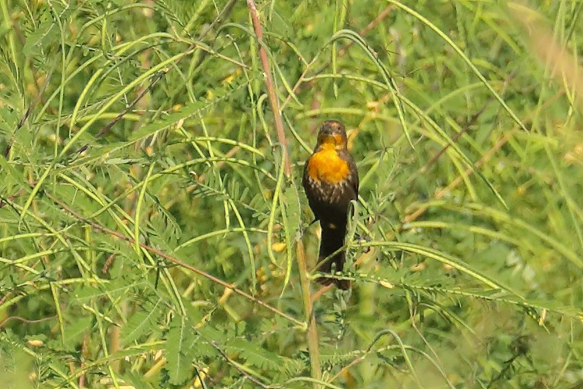 gulhodetrupial - ML642383837