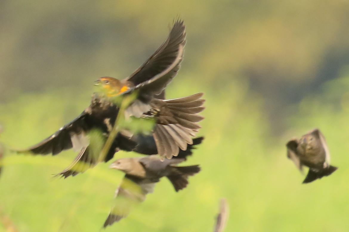 gulhodetrupial - ML642383840