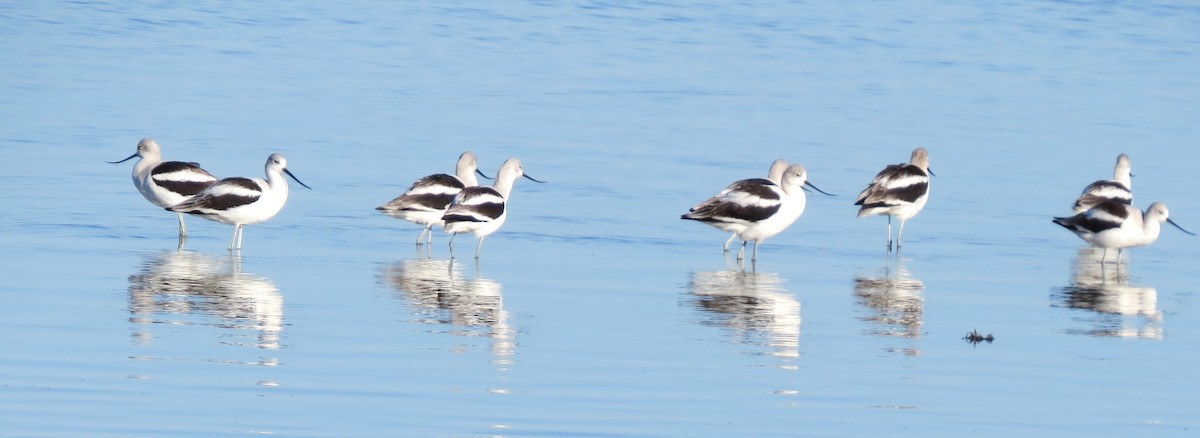 American Avocet - ML642383844