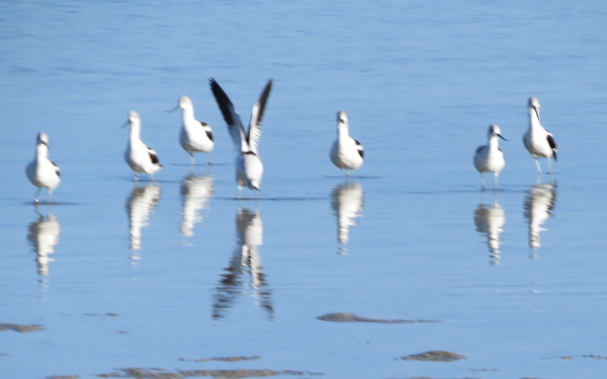 American Avocet - ML642383846